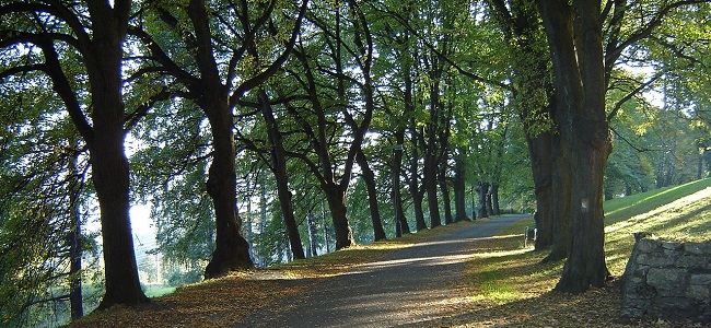 Logo Bc. Jan Šlahorek, Msc - Angljes