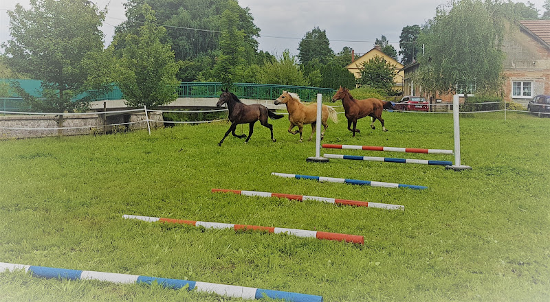 Logo Jezdecká Škola U Pinkasů